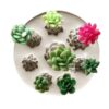 Molde Suculentas Varias #2