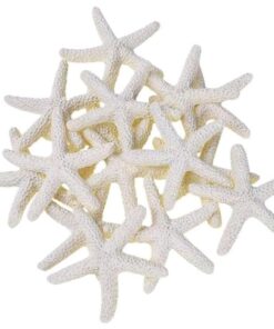 Estrellas Marinas 10 pzs