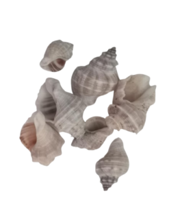 Conchas decorativas para manualidades (caracoles)