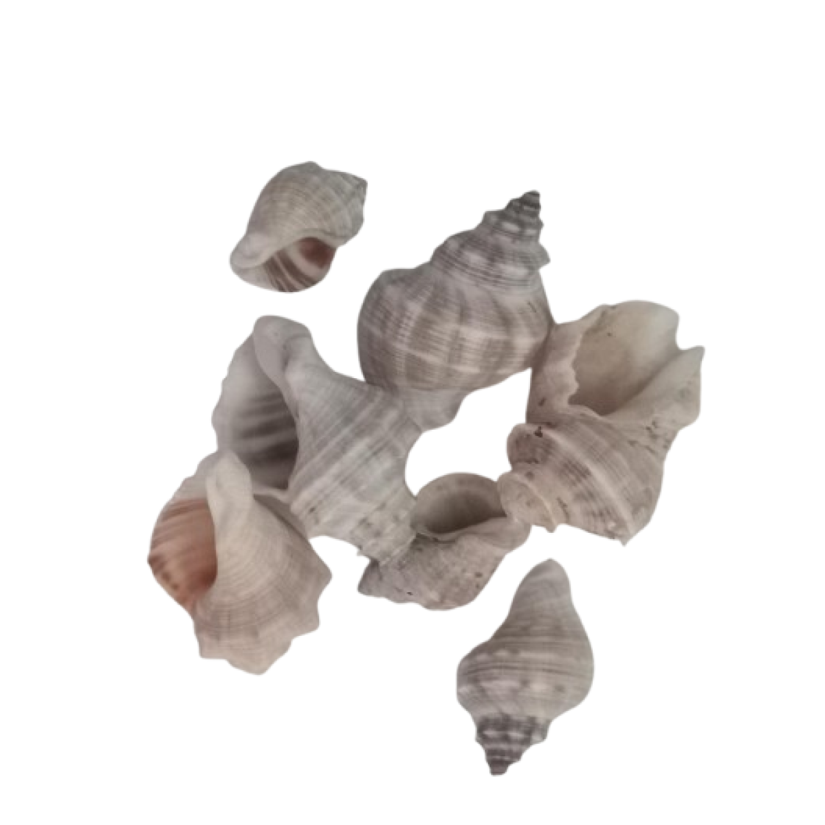 Conchas decorativas para manualidades (caracoles)