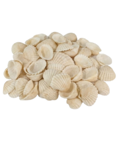 Conchas decorativas para manualidades