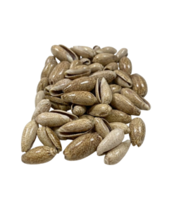 Conchas decorativas para manualidades moteadas